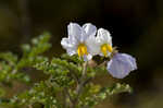 Sticky nightshade